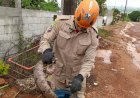 Em Goiás: Bombeiros capturam jiboia no quintal de casa