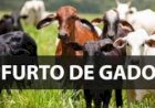 Polícia recupera em Crixás, 29 cabeças de gado furtadas na zona rural de Itapaci