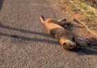 Onça é encontrada morta às margens BR-153 em Jaraguá após atropelamento