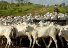 Após embargo da China, pecuaristas dos EUA pressionam por veto à carne bovina brasileira