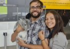 Após confusão em aeroporto de SP, passageiro consegue embarcar coelho em voo internacional para Dublin