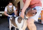 Ceres: Vacinação contra a raiva acontece no dia 27 de novembro. Cães e gatos com mais de 03 meses devem ser vacinados