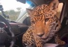 Em Goiás, Onça aparece 'brincando' dentro do carro de fotógrafo