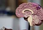 Viagra pode ajudar a prevenir Alzheimer, diz nova pesquisa