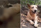Em Goiás: Advogado é preso suspeito de ir até a casa de amigo e matar cachorro a tiros