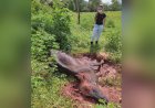 Boi morre com doença da raiva em fazenda de Rialma
