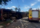 Em Goiás: Caminhão que transportava mais de 50 cabeças de gado tomba na GO-070