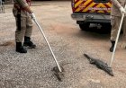 Em Goiás: Bombeiros retiram quase 60 jacarés de lagoa; bebê já foi atacado