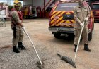 Bombeiros retiram 59 jacarés de lagoa em Porangatu