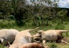 Em Goiás: Cabo de energia elétrica se rompe e mata dez vacas prenhas e três bezerros