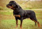 Em Goiás: Menino é internado em estado grave após ser atacado por rottweilers