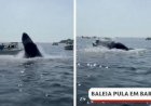 Vídeo: baleia jubarte salta e cai em cima de barco nos EUA
