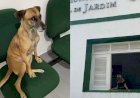 Cadela vira 'policial civil canina' após ser adotada em delegacia de cidade