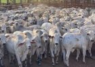 Pecuaristas perdem R$ 600 por boi e indústria não perdoa