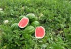 Produção goiana de melancia cresce 23,5%, destaca boletim Agro em Dados