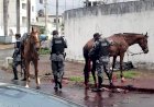 Motorista que atropelou cavalaria da PM e matou égua passa a responder por lesão corporal após acusação de tentativa de homicídio
