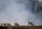 Como o veto europeu a produtos ligados ao desmatamento pode afetar a soja e a carne bovina do Brasil