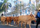 Desfile de carros de boi na Romaria de Trindade pode virar patrimônio cultural
