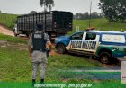 Batalhão Rural da Policia Milita impede furto de 61 cabeças de gado em Jaraguá