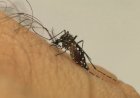 Bebê de 5 meses morre por dengue hemorrágica no DF