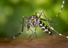 Ceres, Rialma e Uruaçu estão entre as 80 cidades em situação de emergência por causa da dengue em Goiás; veja lista
