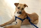 Justiça determina que Goiânia adote medidas para proteção de animais em abrigos