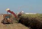 Produção de cana-de-açúcar em Goiás cresce 3,5% na safra 24/25, aponta Conab