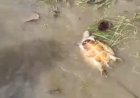 Autoridades investigam morte de tartarugas em lago do Araguaia