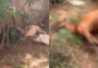 Fio de ‘gato’ de energia elétrica se solta e causa morte de homem, cachorro e cavalo