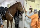 Cavalos da PM visitam hospital em Aparecida e ajudam na recuperação de pacientes