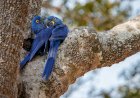 ‘Casal de arara azul é R$ 8 mil’: Tráfico de animais pela internet atrai goianos com negócios de até R$ 20 mil