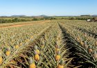 Jaraguá produz quase 70(%) do abacaxi de Goiás e consolida o Estado como polo da fruta no Centro-Oeste