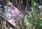 Mancha rosa avança em córrego um dia após carreta com produtos químicos pegar fogo na BR-153