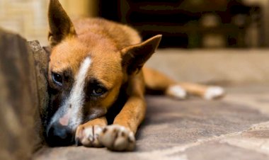 Uma menor é apreendida por agredir cachorro com pauladas em Jaraguá