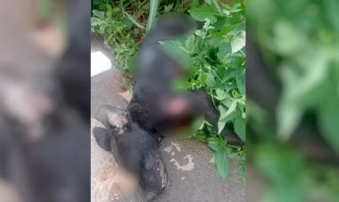 Em Goiás: Homem é preso suspeito de matar o próprio cachorro após ele morder a filha