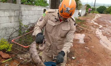 Em Goiás: Bombeiros capturam jiboia no quintal de casa