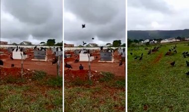 Bando de urubus invade cemitério e assusta moradores de Jaraguá, Goiás