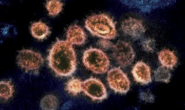 Variante britânica do novo coronavírus tem mortalidade mais alta, diz estudo