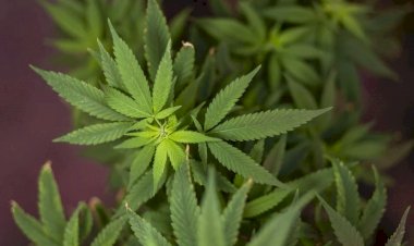 Legalização da maconha é aprovada na Câmara do México
