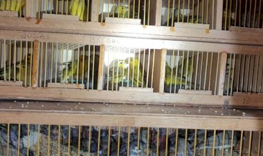 Em Goiás: Dupla é presa com mil pássaros silvestres após tentativa de fuga