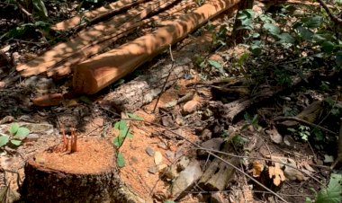 Em Goiás: Com uso de drone, polícia descobre desmatamento ilegal