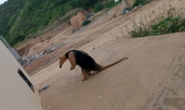 Em Goiás:  Homem é atacado por Tamanduá durante pescaria e acaba morrendo