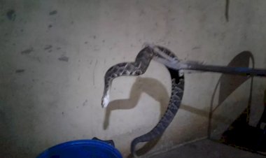 Em Goiás: Cobra cascavel é resgatada debaixo de cadeira