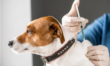 Rússia produz primeiro lote de vacina contra covid-19 para animais