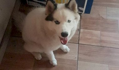 Em Goiás: Mulher é presa suspeita de cobrar R$ 1,3 mil para devolver cachorro furtado aos vizinhos