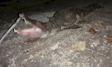 PM mata jacaré que atacou bebê após animal avançar em tio da criança em lago de Porangatu