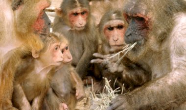 China registra 1ª morte de humano devido a vírus raro de macaco da herpes B