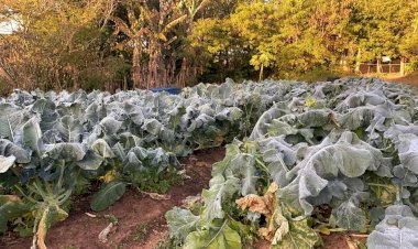 Frio intenso vai aumentar peso dos alimentos no bolso, mas energia e combustíveis preocupam mais