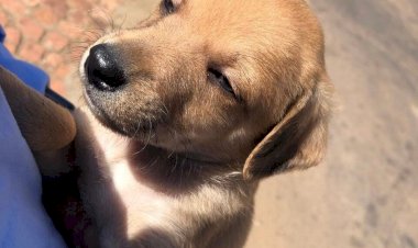 Em Goiás: Mulher e criança são flagrados abandonando filhote de cachorro