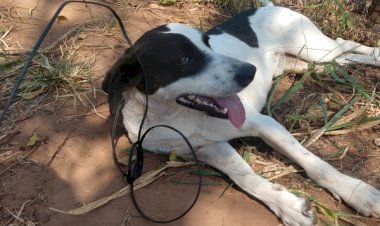Homem arrasta cachorro por fio amarrado no pescoço do animal e acaba multado em R$ 3 mil